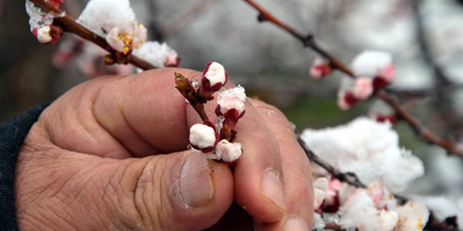 Meteorolojiden zirai don uyarısı