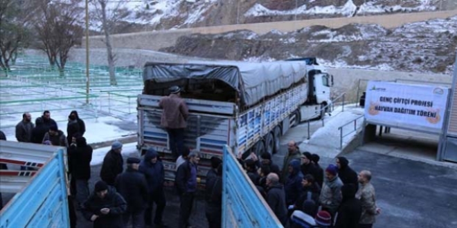 Çiftçilere ücretsiz büyükbaş hayvan dağıtıldı