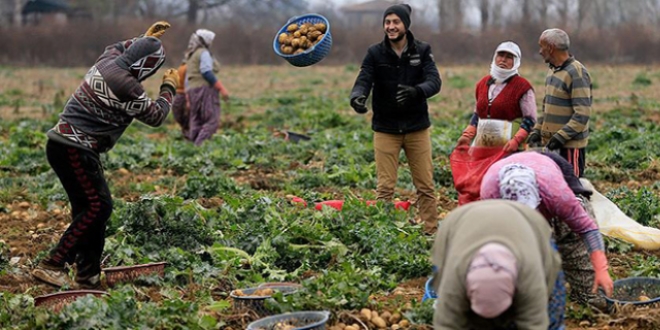 Patates üreticilerinin yüzü gülüyor