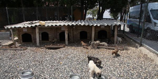 AVM giri�i, sokak hayvanlar�na bar�nak oldu