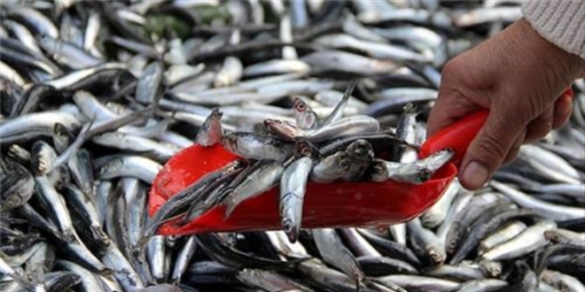 Hamsinin fiyatı 20 liraya yükseldi