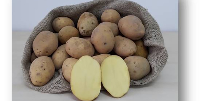 'Milli patates' �reticilere tan�t�l�yor