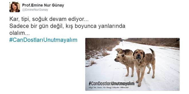 Milletvekili G�nay'dan sokak hayvanlar� i�in kampanya