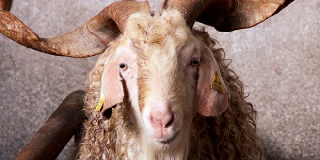 T�rkiye'nin ilk ke�i sperm bankas�: Tekebank