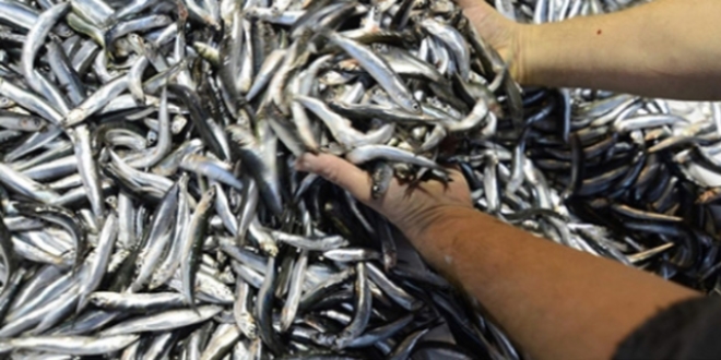 Bal�k��lar�n y�z� f�rt�na ile g�ld�