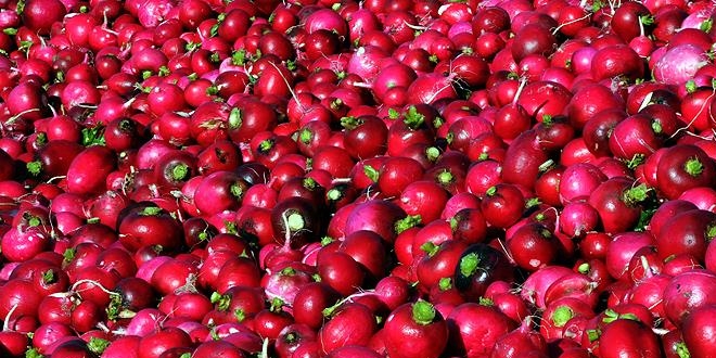 Tarım işçisinin kış aylarındaki ekmek kapısı: Turp