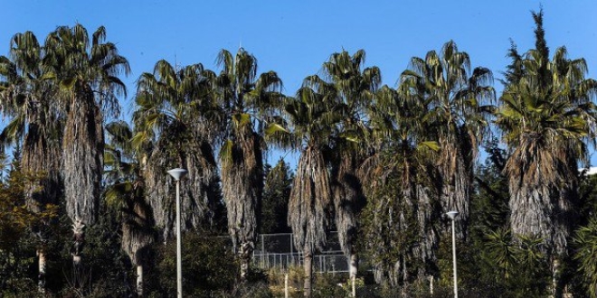 �ukurova �niversitesi 'palmiye' koleksiyonu yapt�