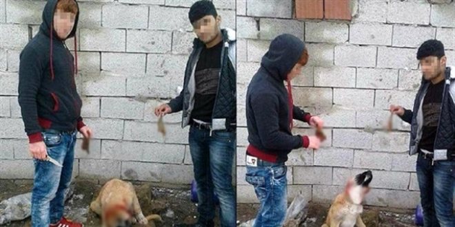 Yavru köpeğin kulağını kesenlere 4 bin lira ceza