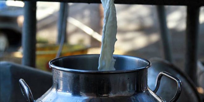 S�t fiyatlar� koyun ve ke�i besicilerini sevindirdi