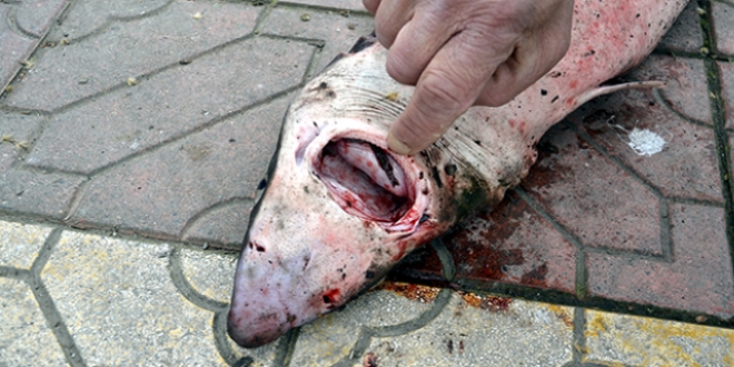 Karadeniz'de k�pek bal��� yakaland�