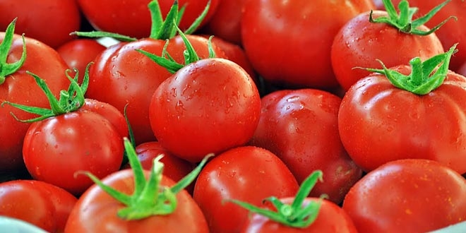 Eksi 40 derecede retilen domatesler ihra edilecek