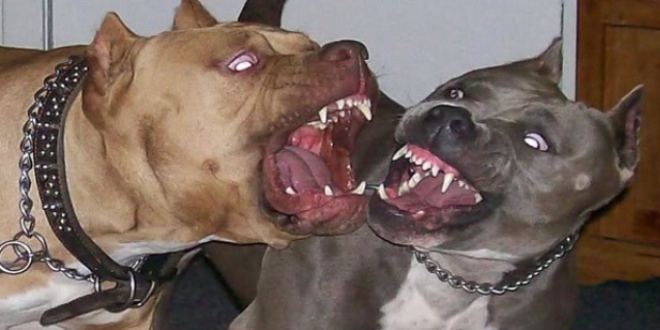 Tehlikeli ırktan köpek besleyene para cezası