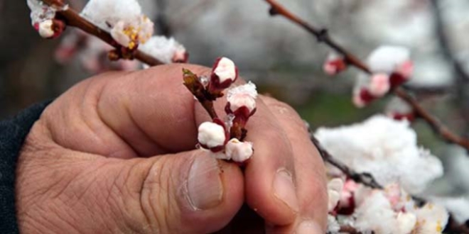 Meteorolojiden 2 ilde, 5 g�n boyunca 'zirai don' uyar�s�