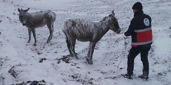 Şanlıurfa'da sahipsiz eşekleri donmaktan belediye kurtardı