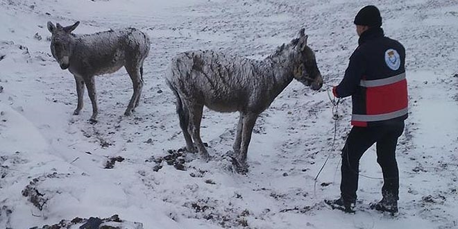 anlurfa'da sahipsiz eekleri donmaktan belediye kurtard