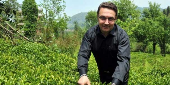 Türkiye organik çay üreten tek ülke olacak