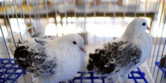Otomobil fiyatına 'taklacı güvercin'