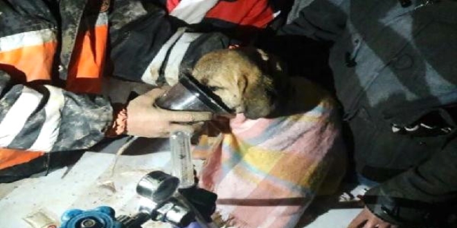 Lisenin robotik takımı, köpeği düştüğü yerden kurtardı