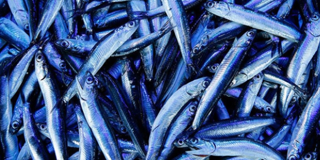 'Omega 3 haplarının kaynağı Karadeniz hamsisi'