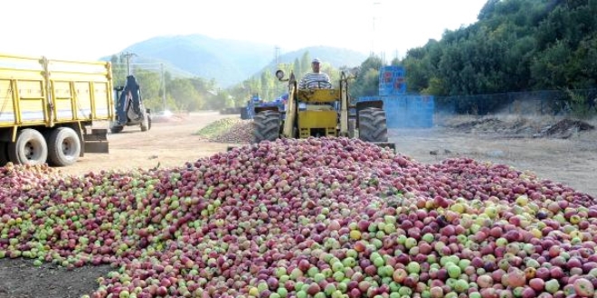 Yılda 500 bin ton elma çöpe gidiyor!