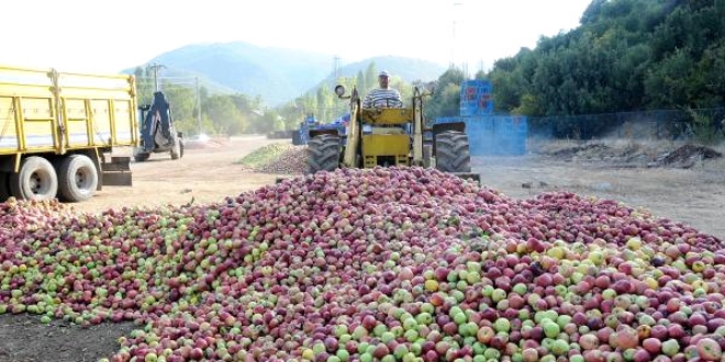 Ylda 500 bin ton elma pe gidiyor!