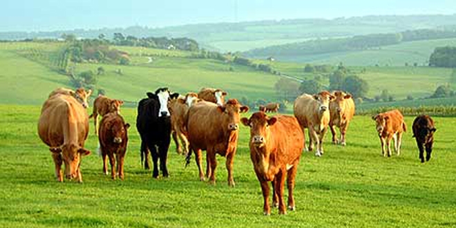 Veteriner Hekimleri Odas� Ba�kan�: �l� hayvan giri�i s�z konusu de�ildir