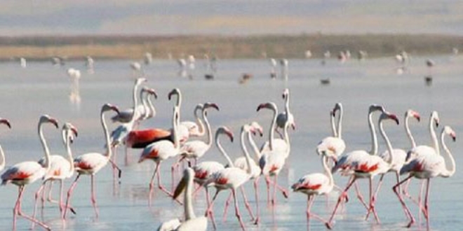 Seyfe Gölü'nde binlerce flamingo, görsel şölen oluşturdu