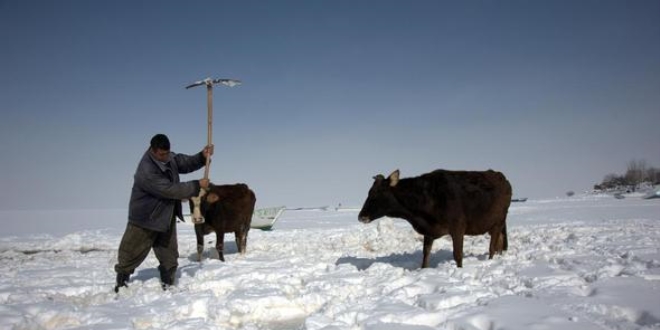 Hayvanlar�n�n su ihtiyac�n� buzu k�rarak kar��l�yorlar