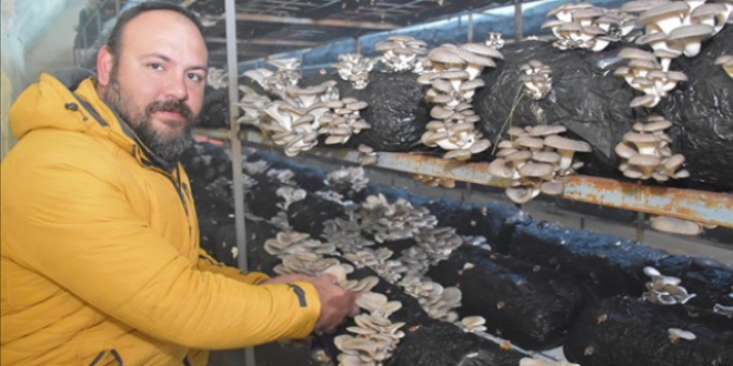 Müdürlüğü bıraktı istiridye mantarı üretiyor