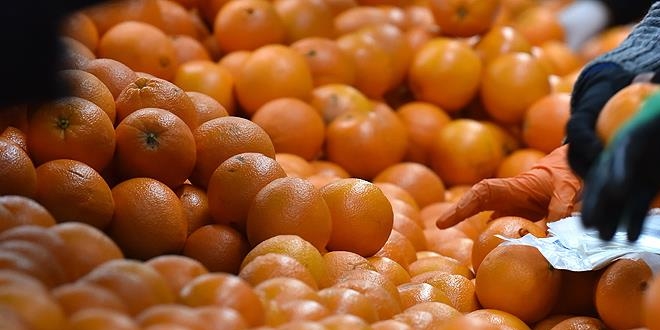 Rusya'ya en ok 'mandarin' ihra edildi