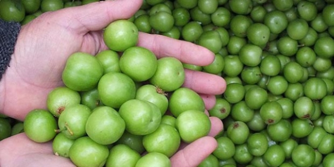 Silifke'de ilk erik hasad� yap�ld�