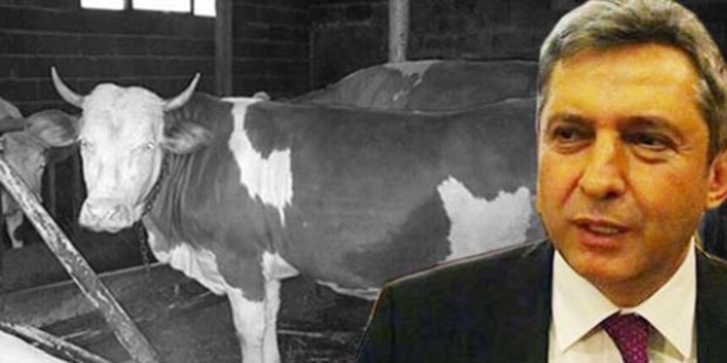 Hollanda'ya 72 saat süre... 'Yoksa sarı inek ölecek'