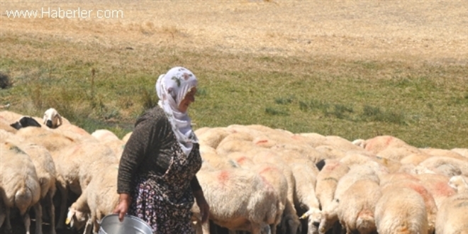 Kadın çobanın '30 yıllık emeğini' çaldılar