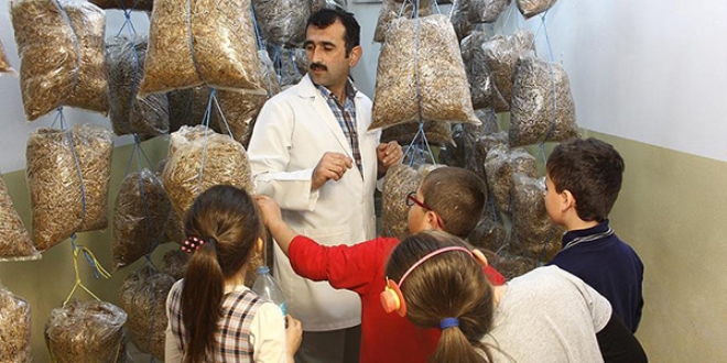 Öğretmen ve öğrenciler okulda mantar yetiştiriyor