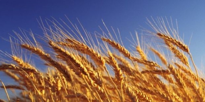 T�rkiye'den Rusya'ya bu�day hamlesi