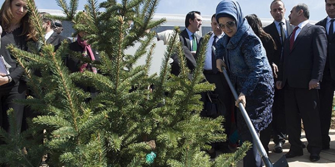 Emine Erdoan nclnde 50 bin fidan dikilecek