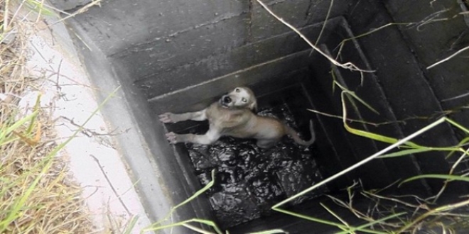 Rögara düşen yavru köpeği itfaiye kurtardı