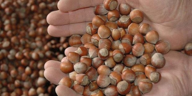 Fındık üreticilerine 800 milyon liralık destek