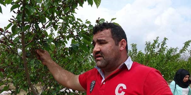 Fidanlara pekmez verdi, sonuç şaşırttı