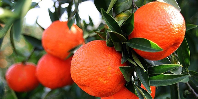 Mart ayının zam şampiyonu mandalina oldu