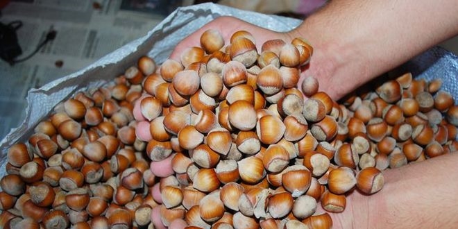 Türkiye 235 bin tonun üzerinde fındık ihracatı hedefliyor