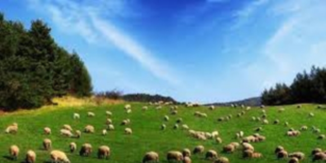 Ucuz et yemek çok pahalıya mal olacak!