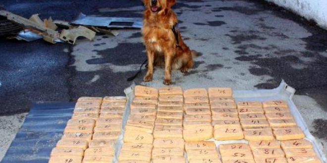Patlayıcı ve uyuşturucu tespitinde başarılı köpekler