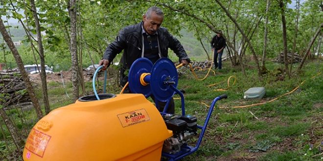 Fındık üreticileri külleme ile mücadele ediyor