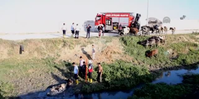 Bataklığa saplanan mandayı itfaiye kurtardı
