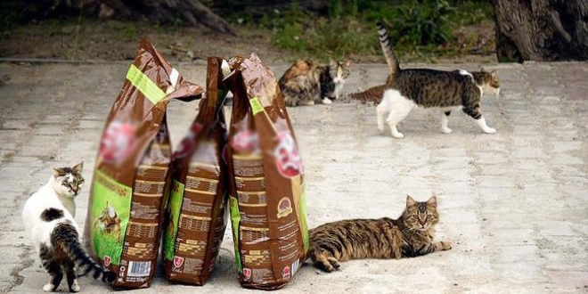 Hırsızlık şüphelisi 50 kilo kedi maması alarak kurtuldu