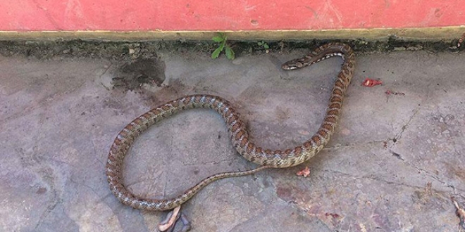 Evdeki �ama��r sepetinden 'boz y�lan' ��kt�