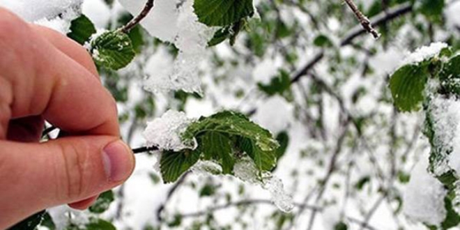 Meteorolojiden 5 il iin zirai don uyars