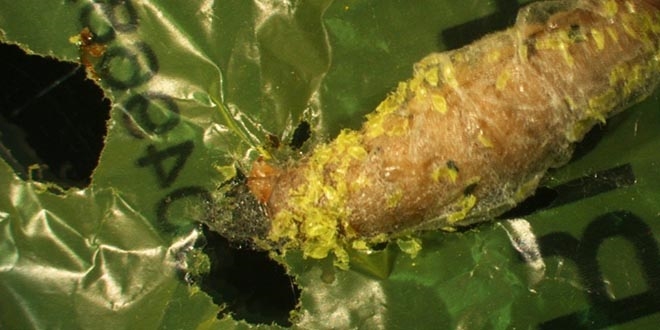 Plastik yiyen petek gvesi larvalar atk imhasnda kullanlabilir