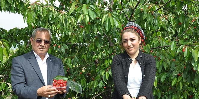 Çukurova'da açık alanda kiraz hasadı başladı